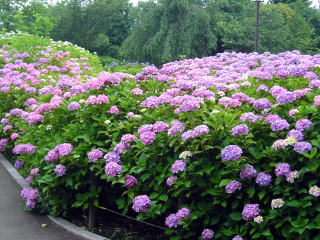 ���͌��k����